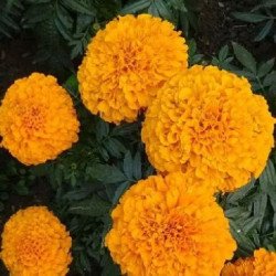 Бархатцы Эквинокс оранжевые (orange) /5 г/ *Hem Zaden*