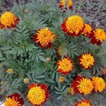 Чорнобривці Тигрові очі /10 г/ *Hem Zaden*