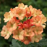 Вербена Обсешн F1 абрикосова (apricot) /100 насінин/ *Syngenta*