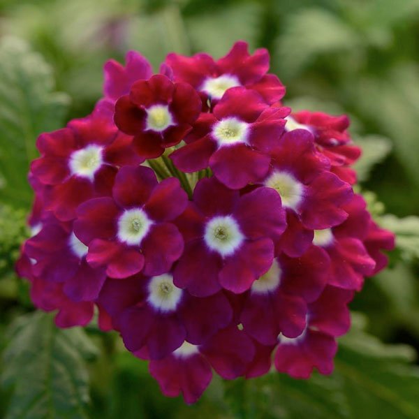 Насіння вербени Кварц XP F1 бургунді з вічком (burgundy with eye) /100 насінин/ *Pan American*