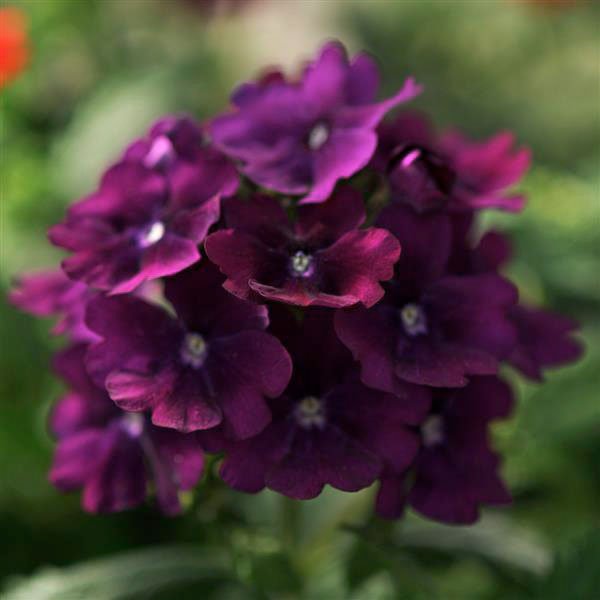 Насіння вербени Кварц XP F1 пурпурна (purple) /100 насінин/ *Pan American*