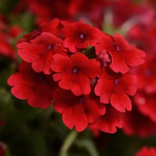 Насіння вербени Кварц XP F1 скарлет (scarlet) /100 насінин/ *Pan American*