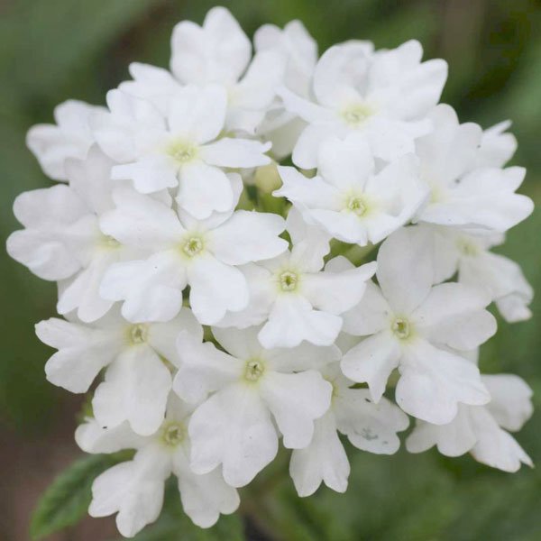 Насіння вербени Кварц XP F1 біла (white) /100 насінин/ *Pan American*