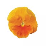Виола Матрикс F1 оранжевая (orange) /100 семян/ *Pan American*