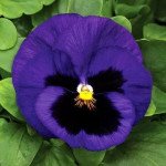 Виола Маммут F1 блу ти фул (blue-ti-ful) /100 семян/ *Syngenta*