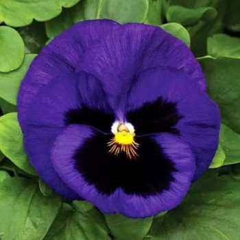 Виола Маммут F1 блу ти фул (blue-ti-ful) /100 семян/ *Syngenta*