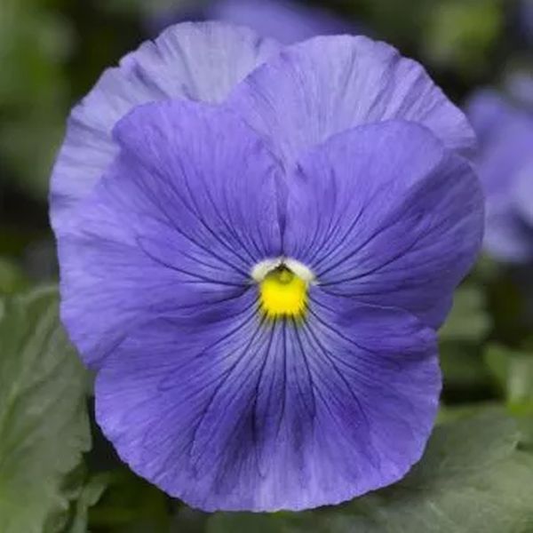 Насіння віоли Дельта F1 блакитна (light blue) /100 насінин/ *Syngenta*