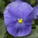 Насіння віоли Дельта F1 блакитна (light blue) /100 насінин/ *Syngenta*