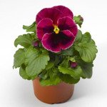 Віола Дельта F1 рожева з вічком (rose blotch) /100 насінин/ *Syngenta*