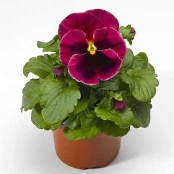 Виола Дельта F1 розовая с глазком (rose blotch) /100 семян/ *Syngenta*