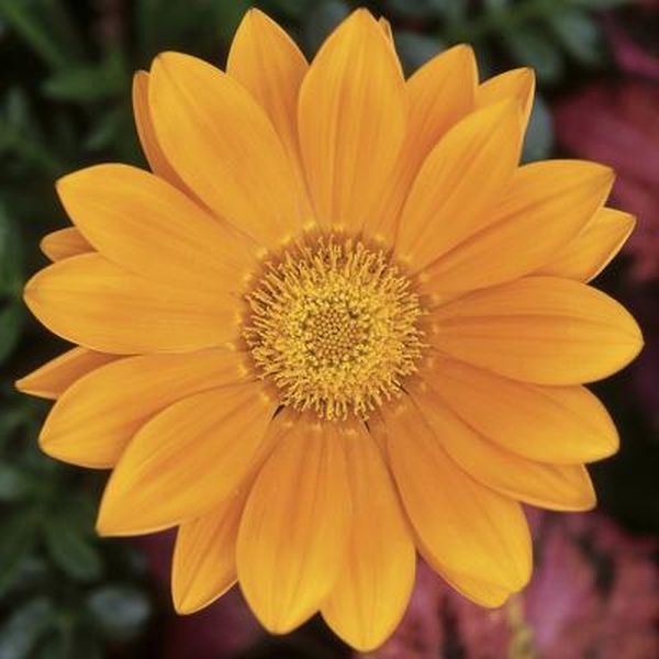 Насіння газанії Газу F1 помаранчева (orange) /100 насінин/ *Syngenta*