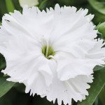 Гвоздика Диана F1 белая (white) /100 семян/ *Hem Genetics*