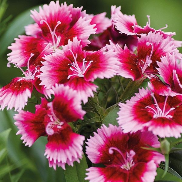 Насіння гвоздики Діана F1 кримсон-пікоті (crimson picotee) /100 насінин/ *Hem Genetics*