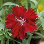 Гвоздика Диана F1 кримсон (crimson) /100 семян/ *Hem Genetics*