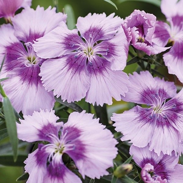 Насіння гвоздики Діана F1 лавандер пікоті (lavender picotee) /100 насінин/ *Hem Genetics*