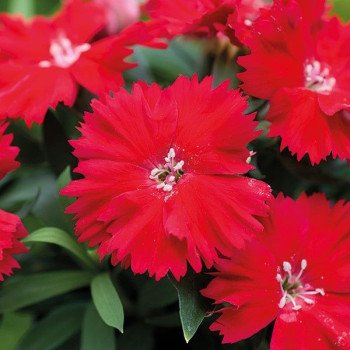 Гвоздика Диана F1 скарлет (scarlet) /100 семян/ *Hem Genetics*