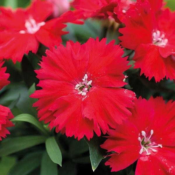 Насіння гвоздики Діана F1 скарлет (scarlet) /100 насінин/ *Hem Genetics*