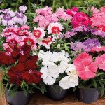 Гвоздика Диана F1 смесь (mix) /100 семян/ *Hem Genetics*