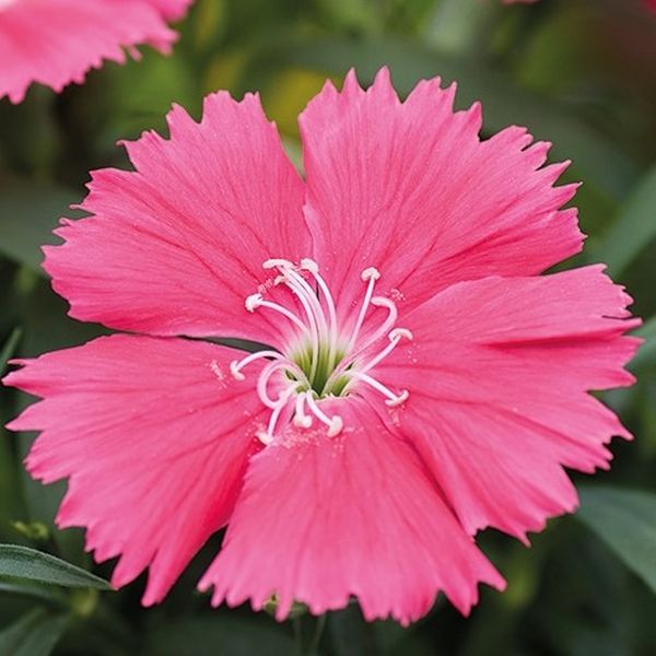 Насіння гвоздики Діана F1 салмон (salmon) /100 насінин/ *Hem Genetics*