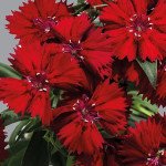 Гвоздика Чиба F1 красная (red) /100 семян/ *Hem Genetics*