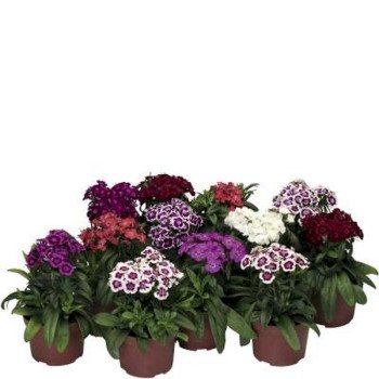 Гвоздика Барбарини F1 смесь (mix) /100 семян/ *Syngenta*