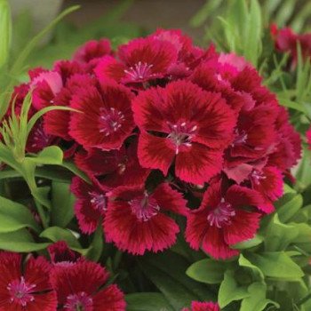Гвоздика Диабунда F1 красная (red) /100 семян (драже)/ *Syngenta*