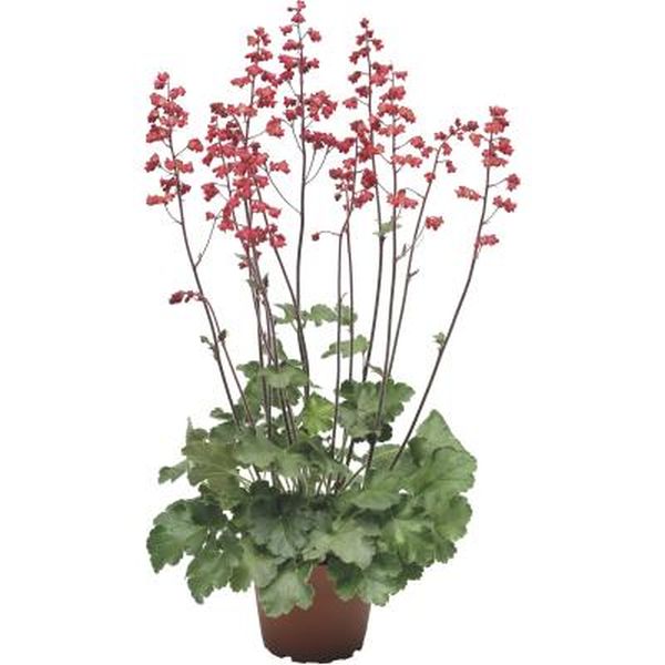 Насіння гейхери Корал Форест (Coral Forest) /200 насінин/ *Syngenta*