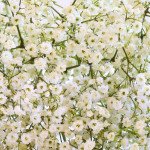 Гипсофила метельчатая Зимний узор белая (white) /5 г/ *Hem Zaden*