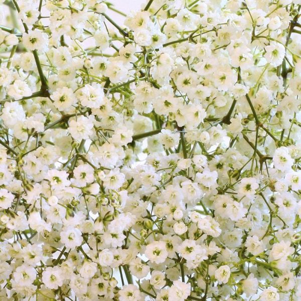 Семена гипсофилы метельчатая Зимний узор белая (white) /5 г/ *Hem Zaden*