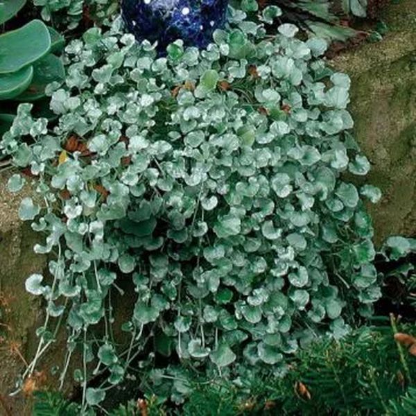 Насіння дихондри Срібний водоспад /100 насінин/ *Pan American*