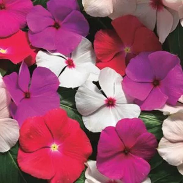 Насіння катарантуса Кора Каскад F1 суміш (mix) /100 насінин/ *Syngenta*