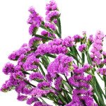 Кермек Розовое сияние /10 г/ *Hem Zaden*