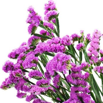 Кермек Розовое сияние /10 г/ *Hem Zaden*