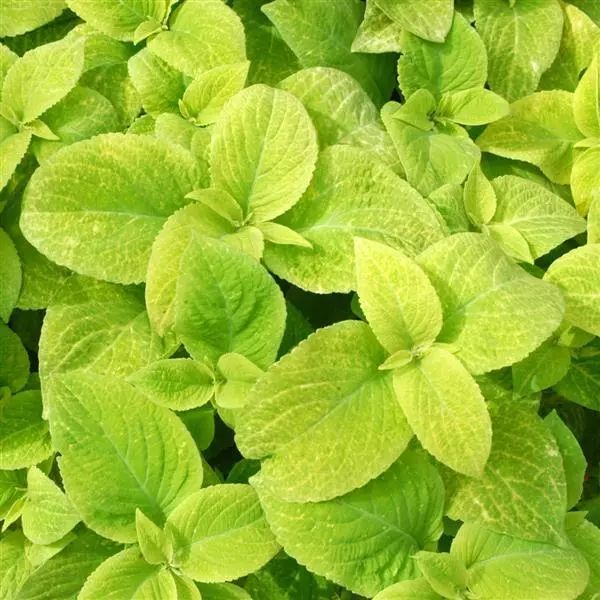 Насіння колеуса Візард голден (golden) /100 насінин/ *Pan American*