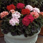 Пеларгония Ринго F1 смесь (mix) /100 семян/ *Syngenta*