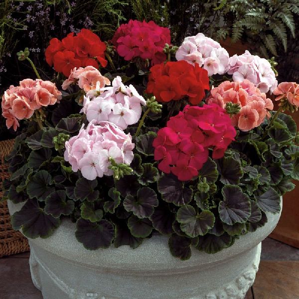 Насіння пеларгонії Рінго F1 суміш (mix) /100 насінин/ *Syngenta*