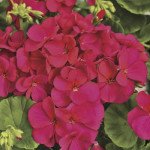 Пеларгония Мультиблум F1 виолет (violet) /100 семян/ *Syngenta*