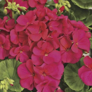 Пеларгония Мультиблум F1 виолет (violet) /100 семян/ *Syngenta*