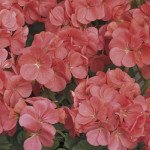 Пеларгония Мультиблум F1 капри (capri) /100 семян/ *Syngenta*