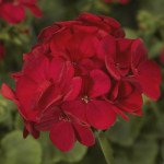 Пеларгония Мультиблум F1 красная (red) /100 семян/ *Syngenta*