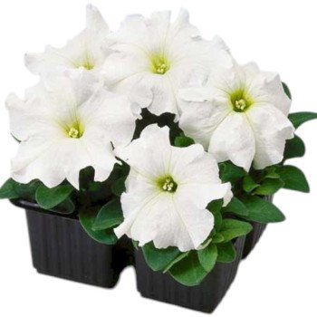 Петуния Лимбо F1 белая (white) /1.000 семян (драже)/ *Hem Genetics*