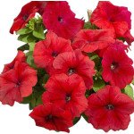 Петунія Лімбо F1 червона (red) /1.000 насінин (драже)/ *Hem Genetics*