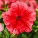 Насіння петунії Лімбо F1 червона з прожилками (red veined) /1.000 насінин (драже)/ *Hem Genetics*