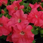 Петунія Лімбо F1 лососева (salmon) /1.000 насінин (драже)/ *Hem Genetics*