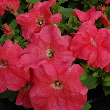 Петуния Лимбо F1 лососевая (salmon) /1.000 семян (драже)/ *Hem Genetics*