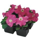 Петунія Лімбо F1 рожева (rose) /1.000 насінин (драже)/ *Hem Genetics*