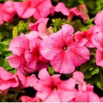 Петуния Лимбо F1 розовая с прожилками (rose veined) /1.000 семян (драже)/ *Hem Genetics*