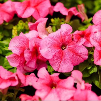 Петуния Лимбо F1 розовая с прожилками (rose veined) /1.000 семян (драже)/ *Hem Genetics*