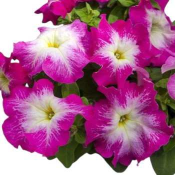 Петуния Лимбо F1 розовое утро (rose morn) /1.000 семян (драже)/ *Hem Genetics*