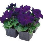 Петунія Лімбо F1 синя (blue) /1.000 насінин (драже)/ *Hem Genetics*